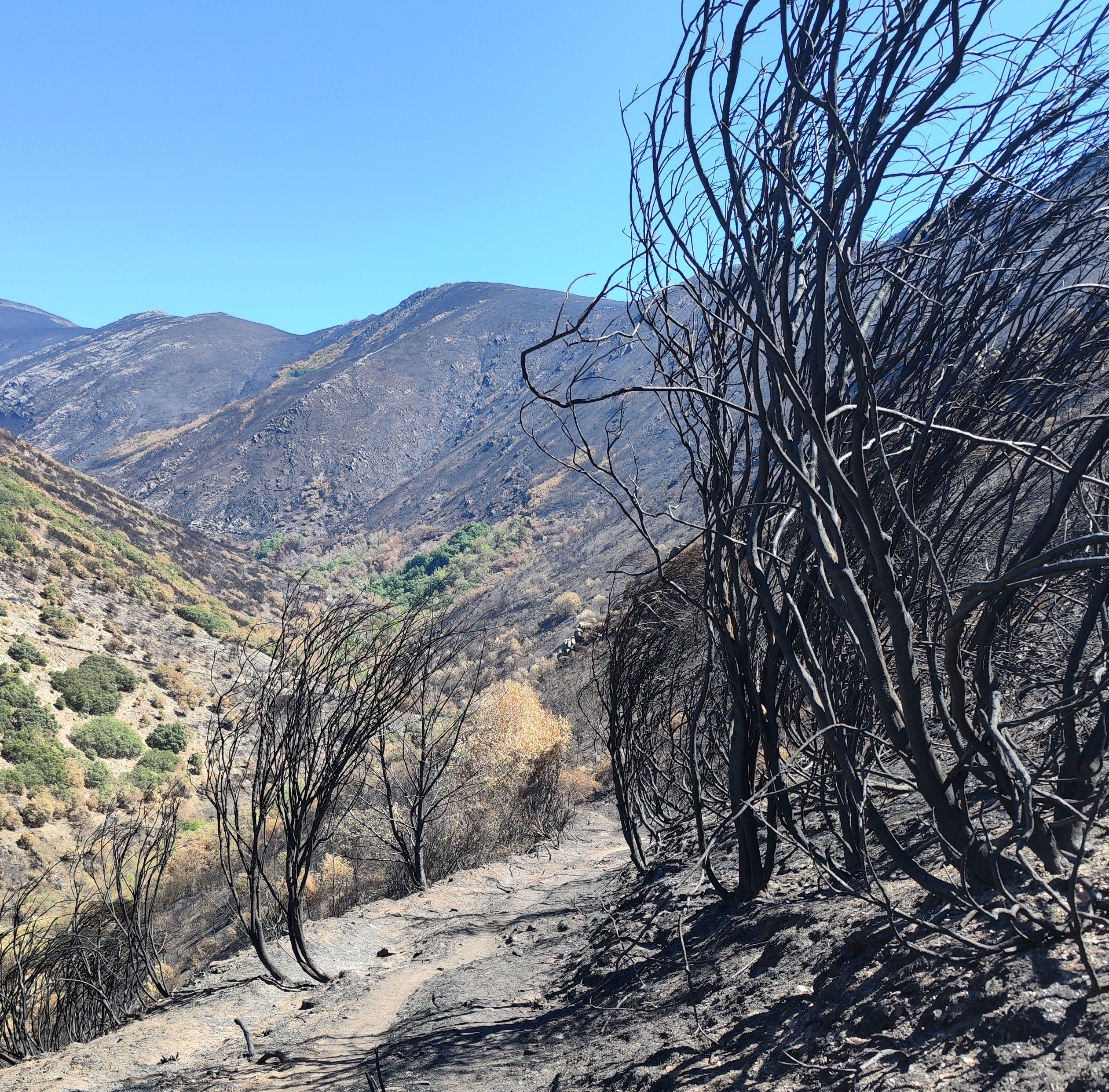 Zonas que fueron pasto de los incendios en la zona de Cabrera.