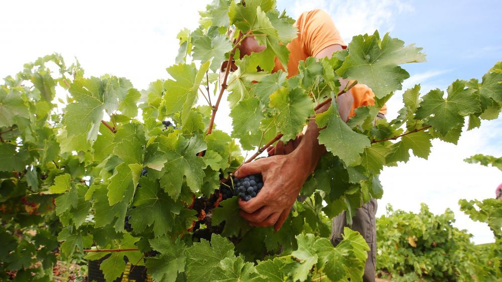 Imagen de archivo de vendimia en la DO Bierzo. | CÉSAR SÁNCHEZ (ICAL)