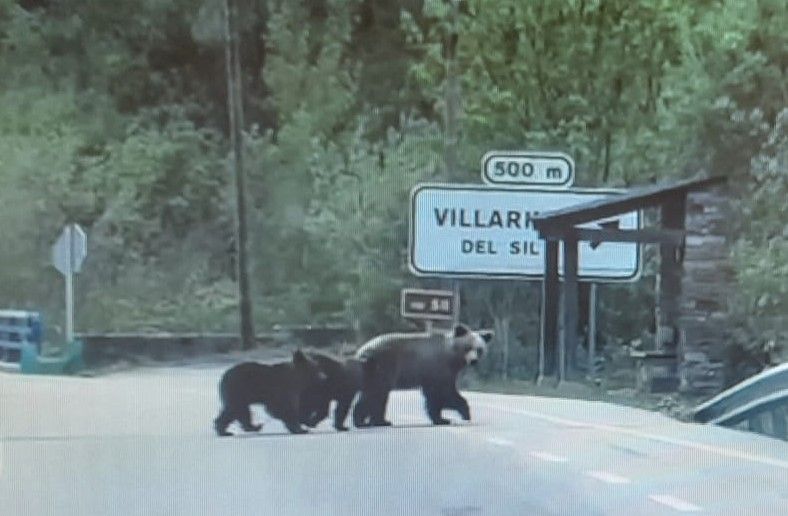 Captura de pantalla del vídeo que los vecinos captaron del paso de los osos por el pueblo. Captura de pantalla del vídeo que los vecinos captaron del paso de los osos por el pueblo.