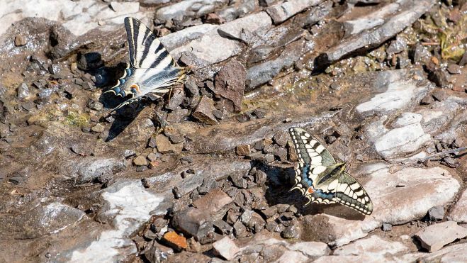 Mariposas Mariposas