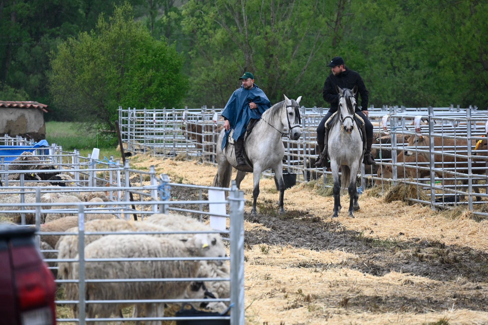Feria ganadera de Santa María de Ordás 2026. 