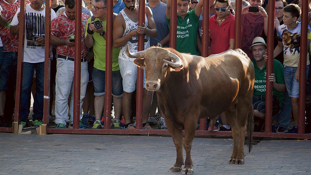 El toro Mazapán fue el que recorrió de nuevo las calles de Valderas hace unas semanas en su encierro. | T. GIGANTO