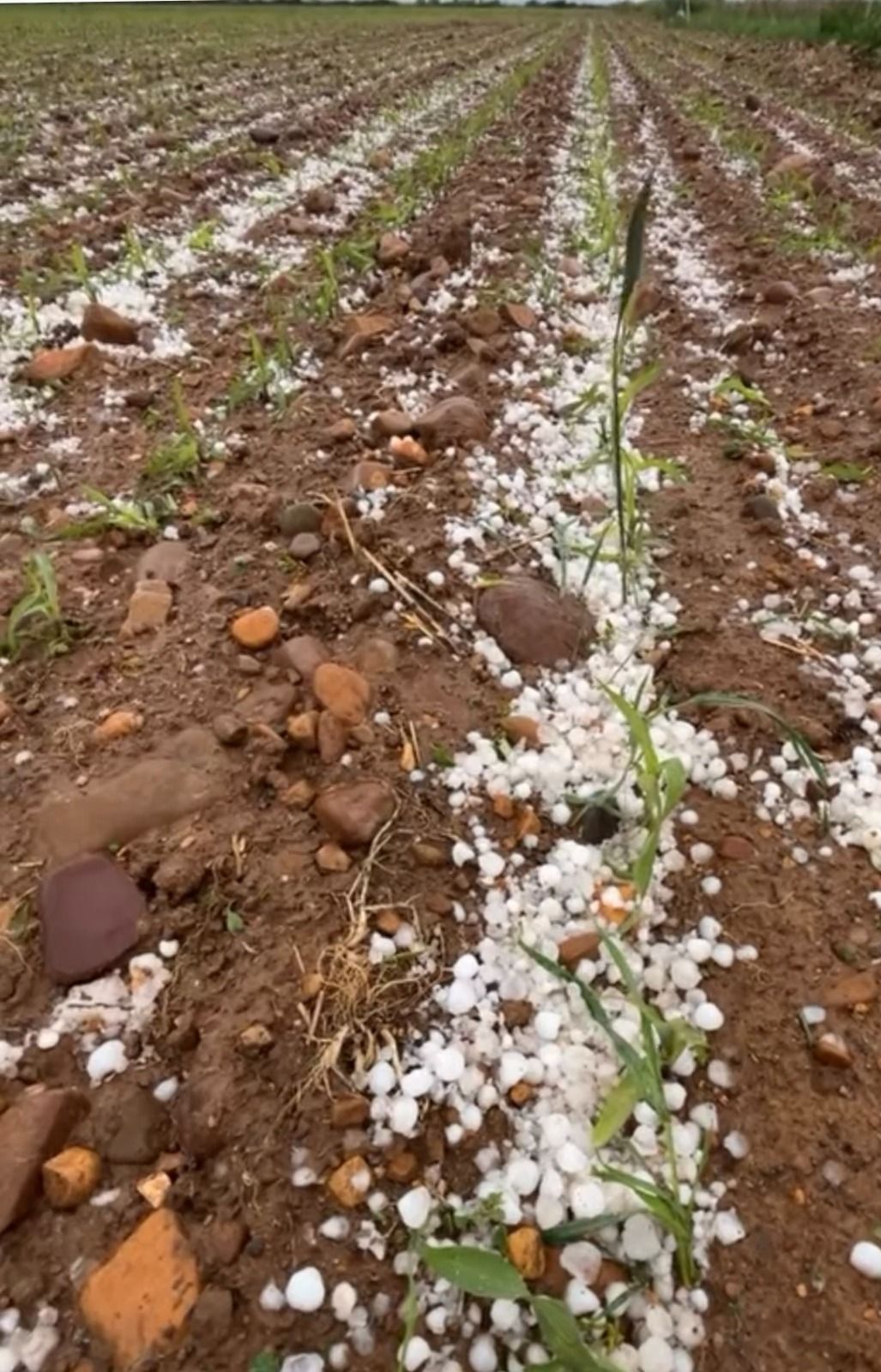 Pedrisco caído en un cultivo del Páramo leonés el pasado 2 de mayo. | L.N.C.