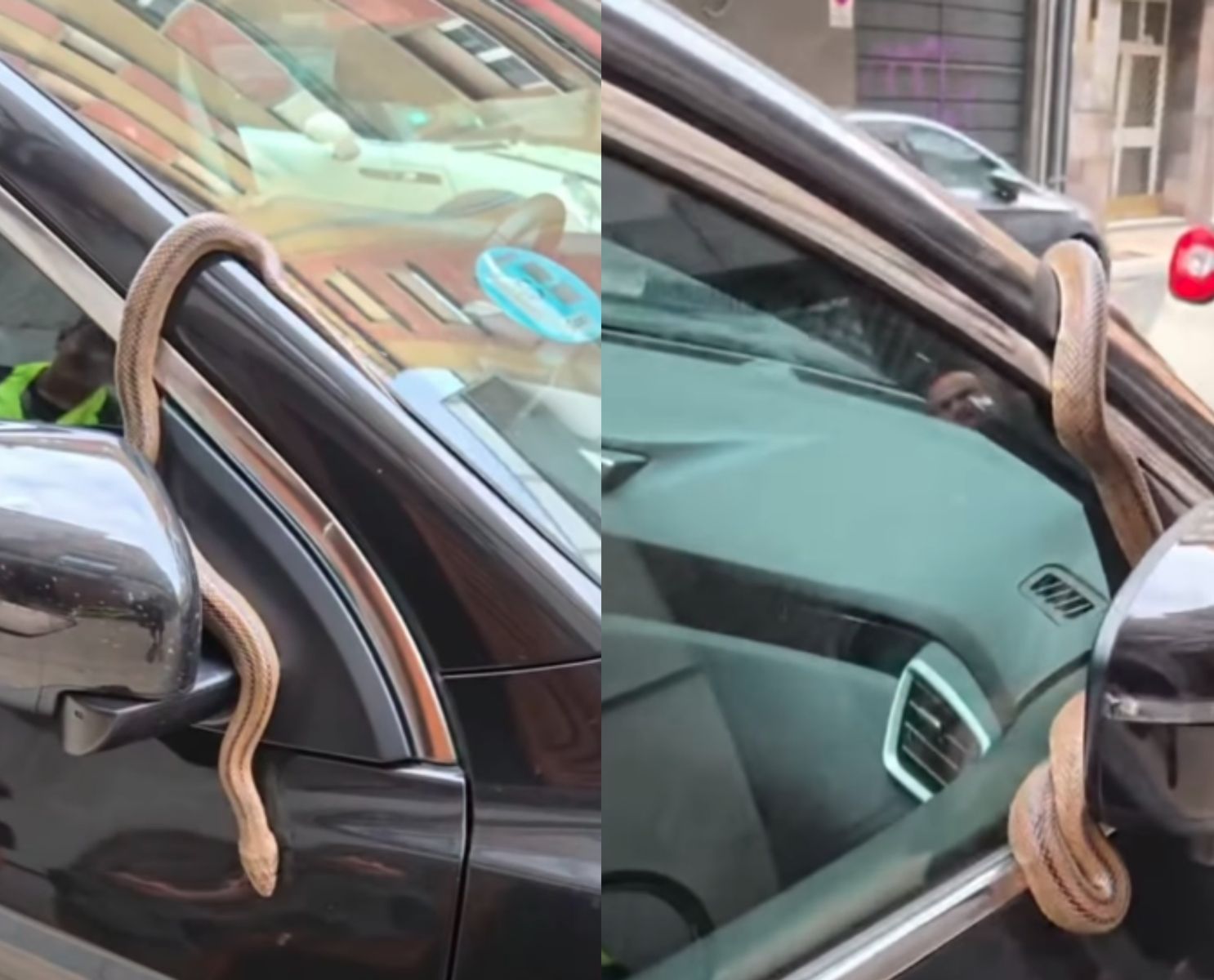 Aparece una serpiente en un coche en el centro de León | VIDEO @CAZURREO 