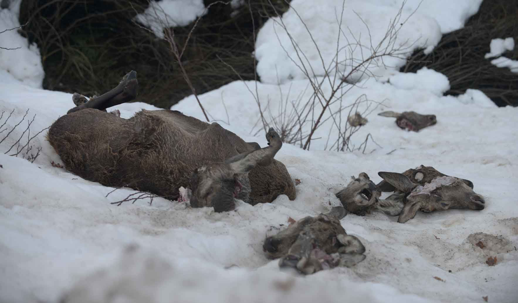 En las cunetas de las carreteras han aparecido multitud de animales decapitados. | MAURICIO PEÑA