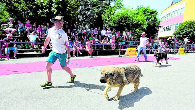Laciana es tierra de tradición mastinera. SAÚL ARÉN Laciana es tierra de tradición mastinera. SAÚL ARÉN