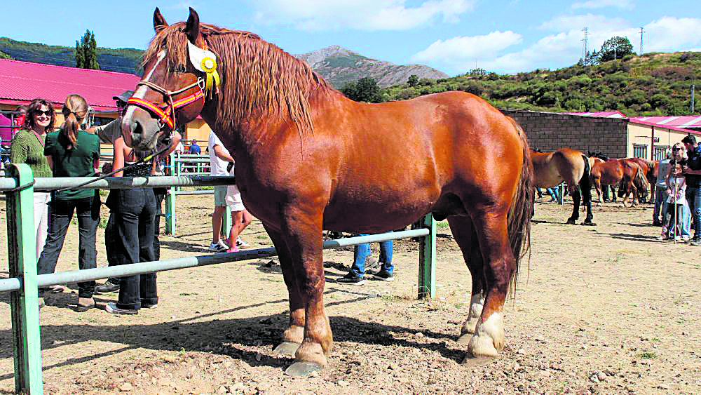Imagen de un ejemplar equino en la muestra ganadera celebrada en Lillo el pasado año.  | HURTADO