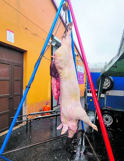 El gocho colgado y a la espera del sorteo en las últimas jornadas de la matanza. ANABEL ALONSO VIEJO