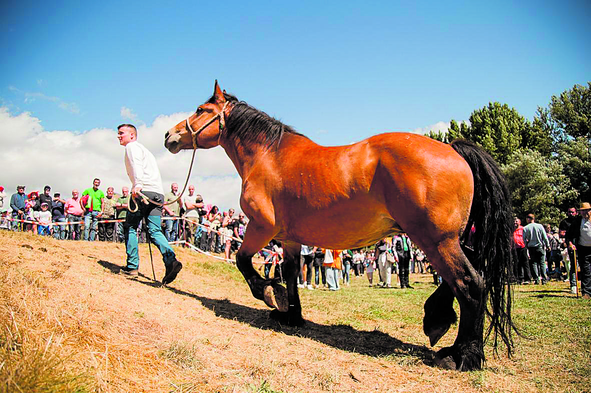 El Concurso Exposición del Caballo Hispano Bretón cerrará el verano. | KATERÍN ÁLVAREZ