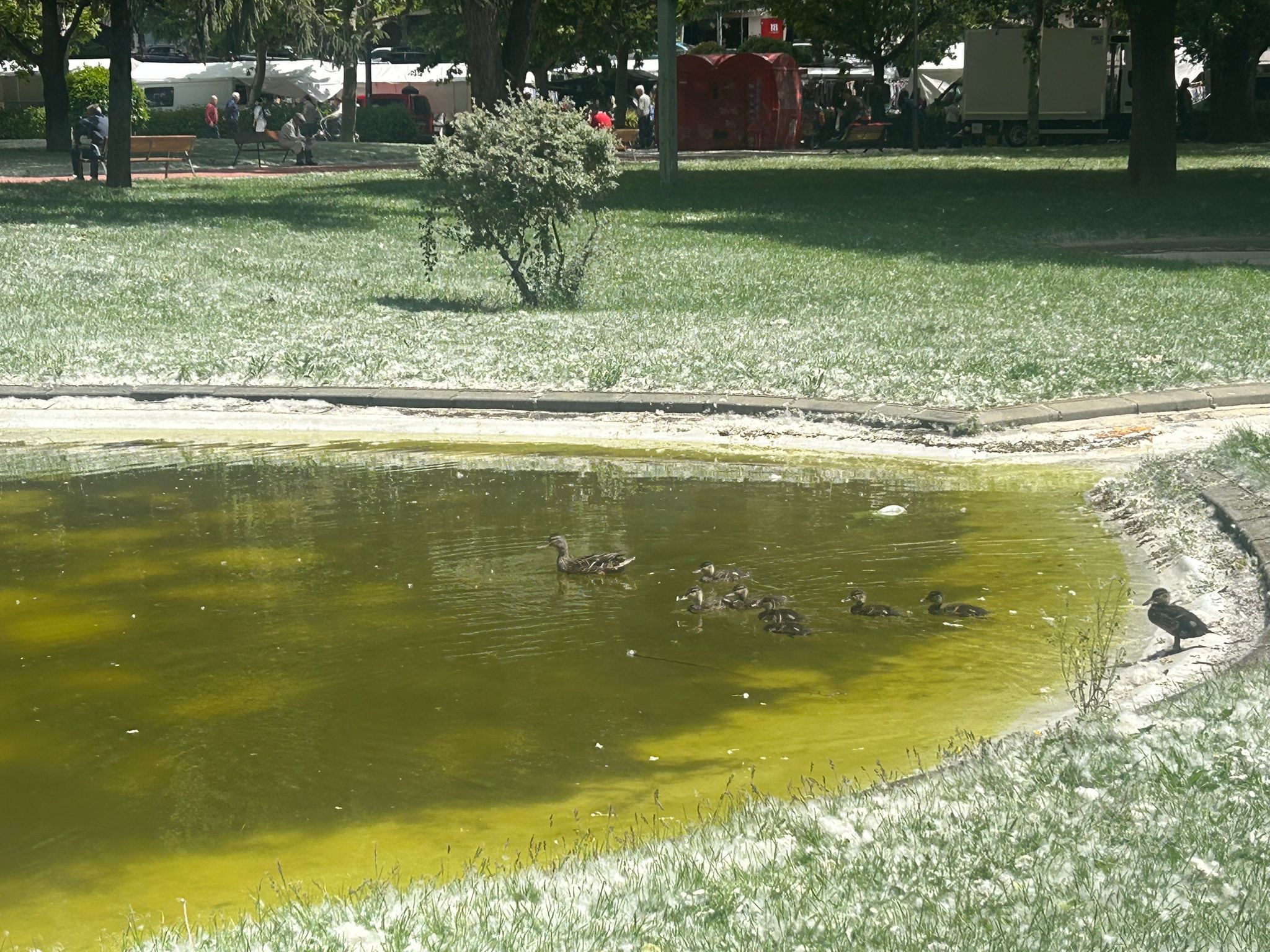 Esado que presenta el estanque de Papalaguinda
