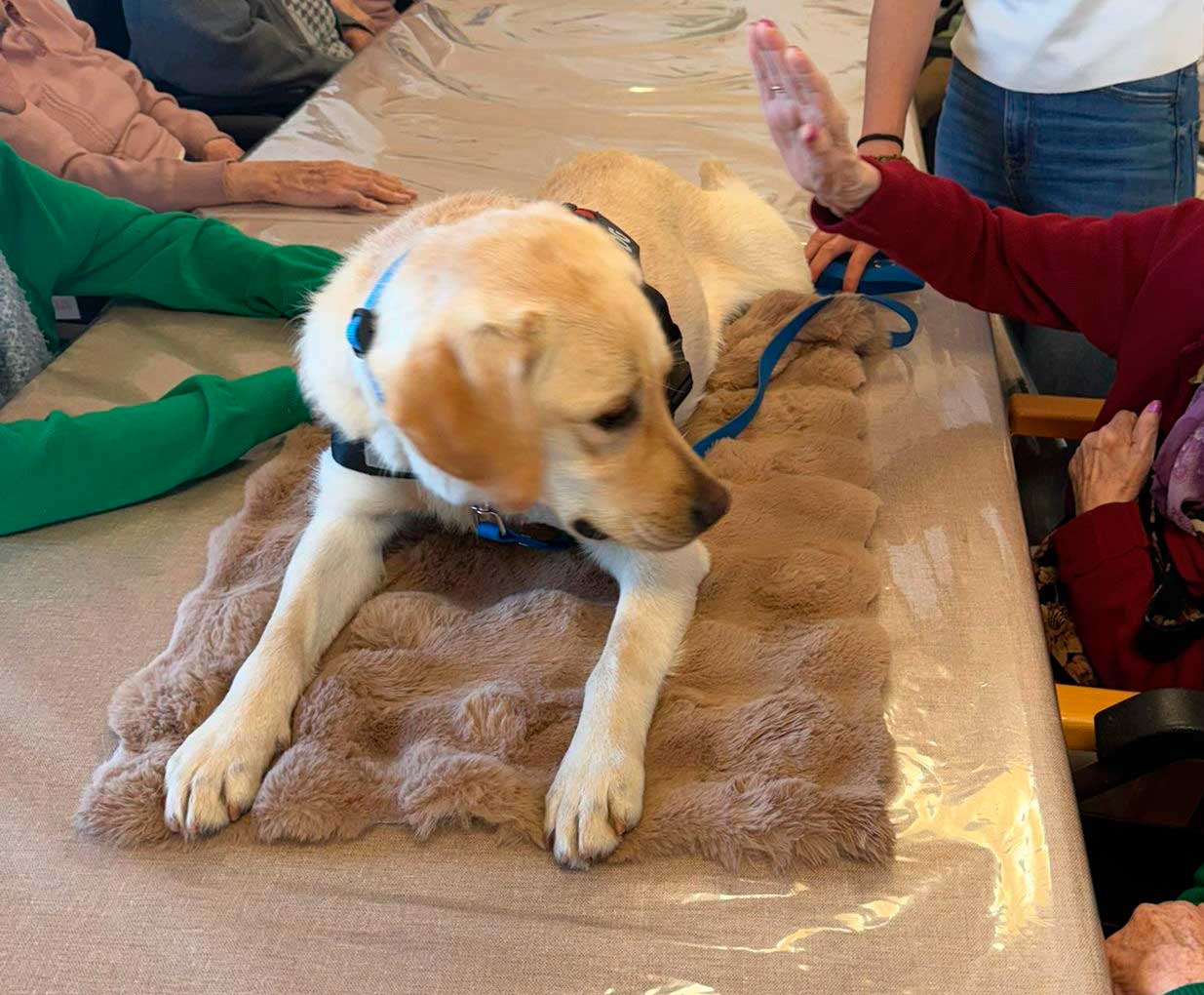Las personas mayores reciben en estas sesiones el acompañamiento de labradores. | L.N.C. Las personas mayores reciben en estas sesiones el acompañamiento de labradores. | L.N.C.