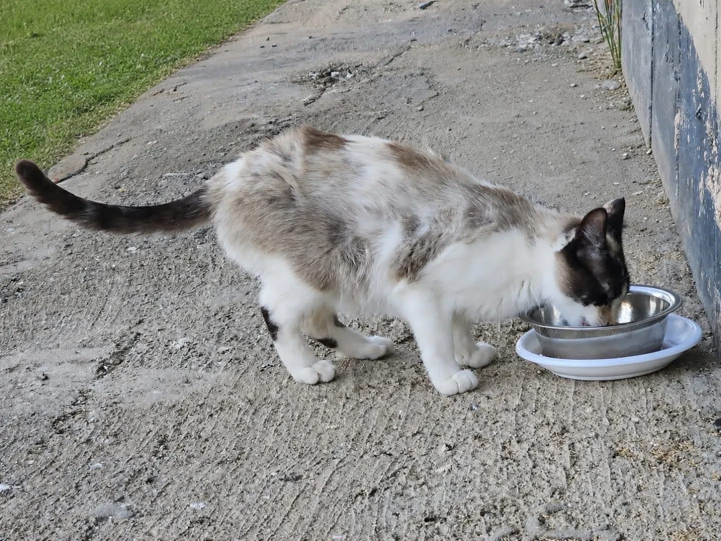 La gata Perla espera ayuda para poder ser operada.