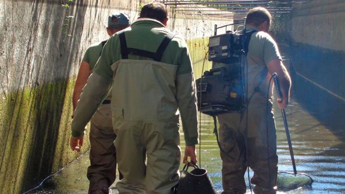 Los agentes del servicio territorial en pleno rescate. | R.P.N.