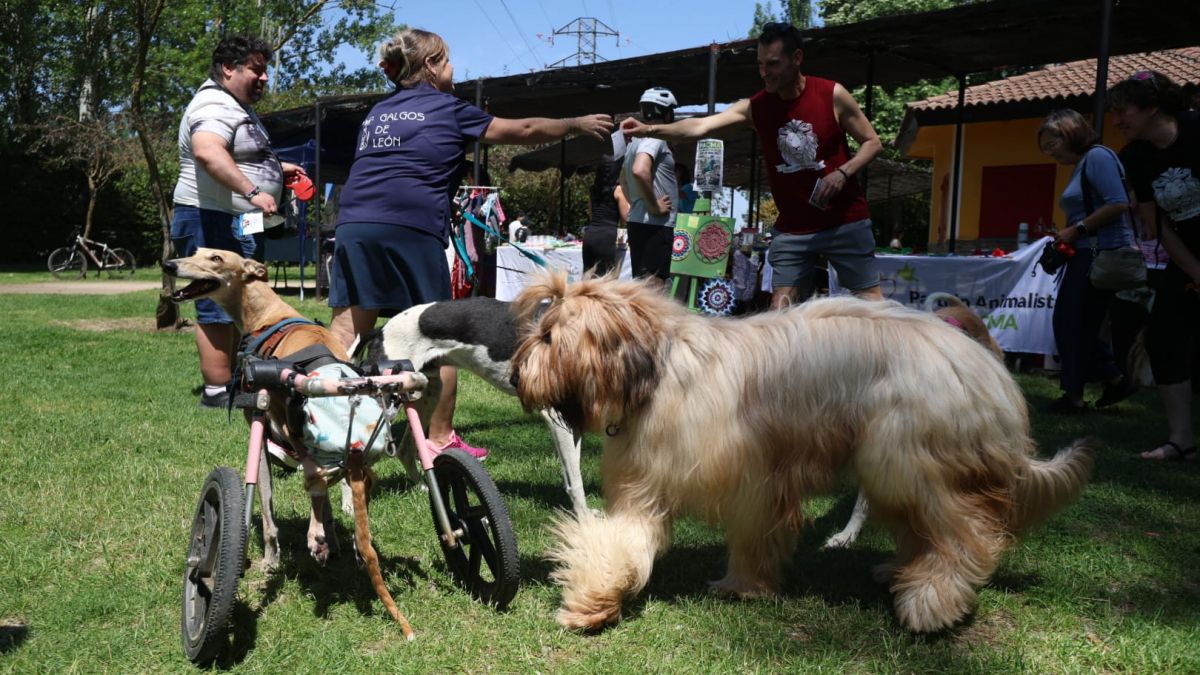 más que perros candamia León (1)
