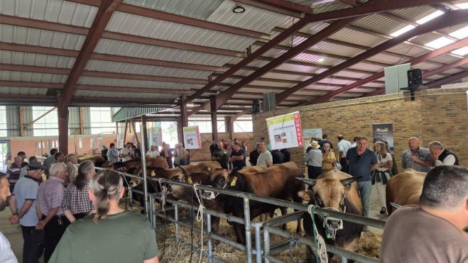 La cita combinó subasta nacional, reflexión sobre el futuro rural y promoción de la carne Asturiana de los Valles.L.N.C (1)