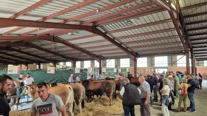 La cita combinó subasta nacional, reflexión sobre el futuro rural y promoción de la carne Asturiana de los Valles.L.N.C (2)