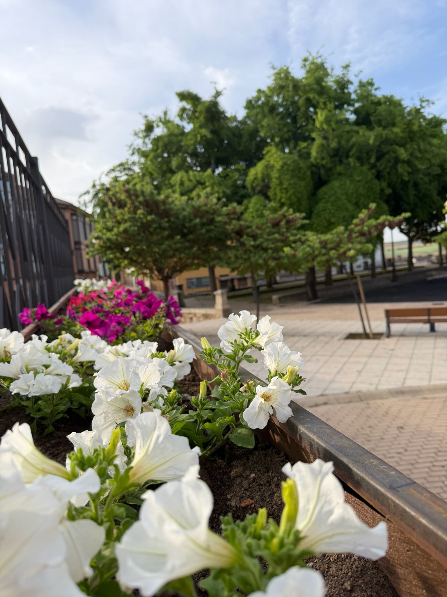Otras de las flores instaladas en el municipio.