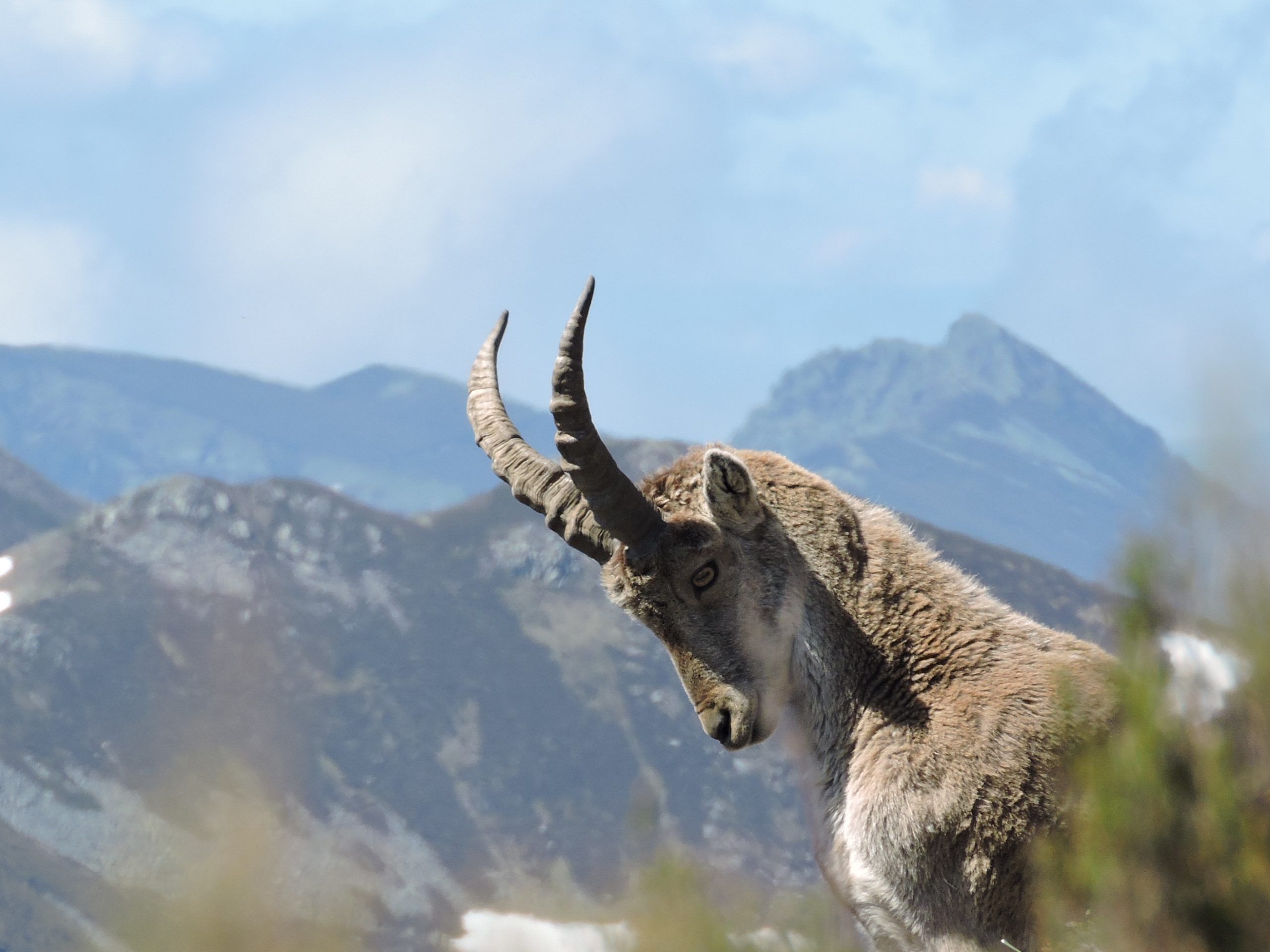 Una cabra montés en la Reserva de la Biosfera de los Ancares Leoneses. | RBALE