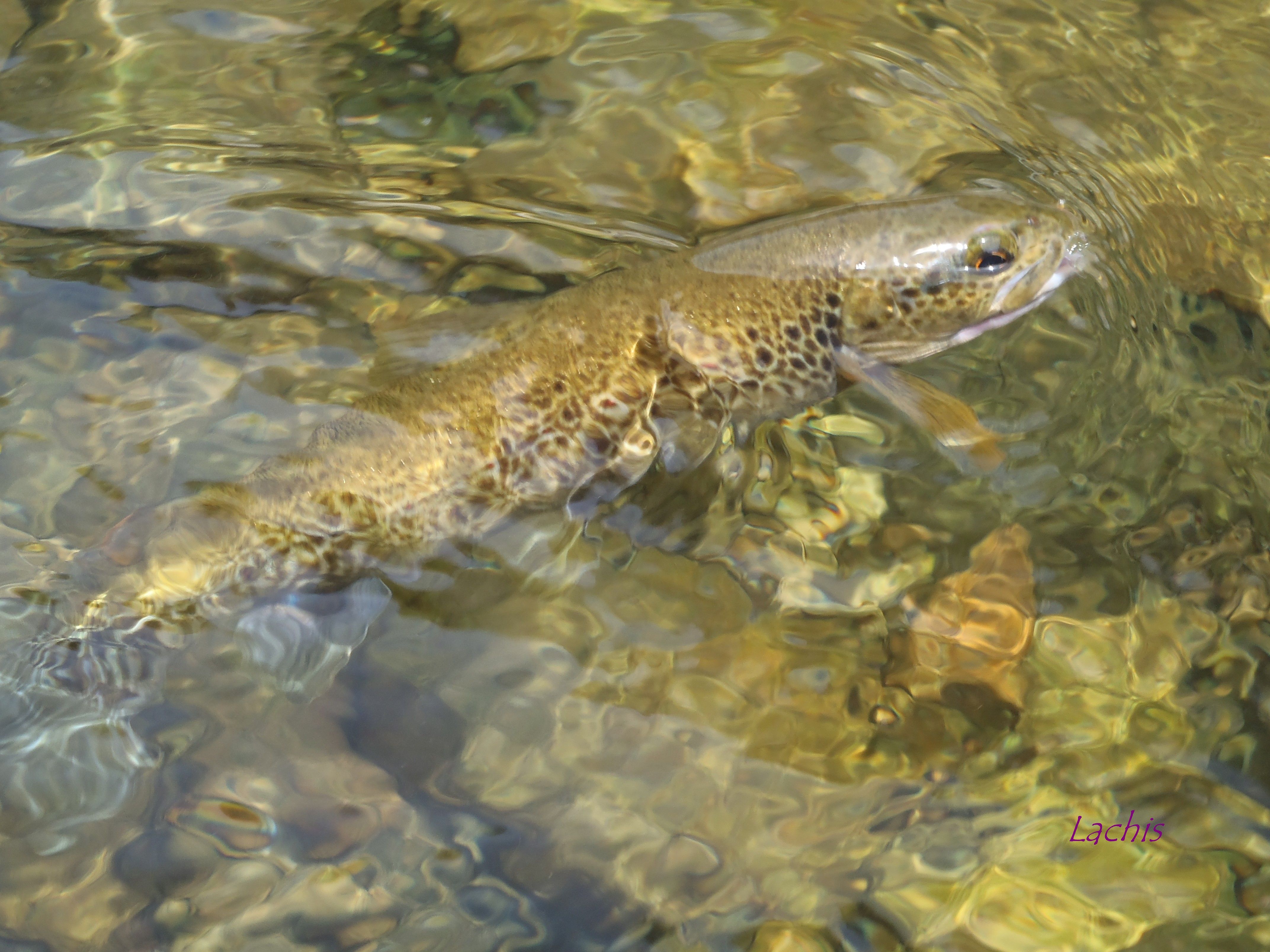 Trucha pescada a mosca en el río Órbigo. R.P.N.