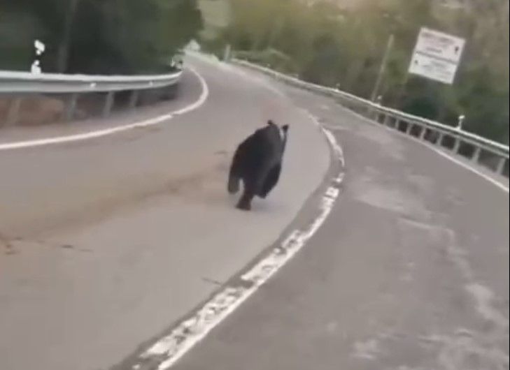 Un oso se pasea por la carretera entre Cistierna y Santa Olaja. | L.N.C.