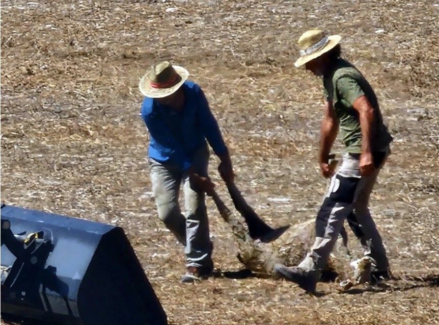 Recogida de una de las ovejas muertas de Paco Morgado, el último trashumante