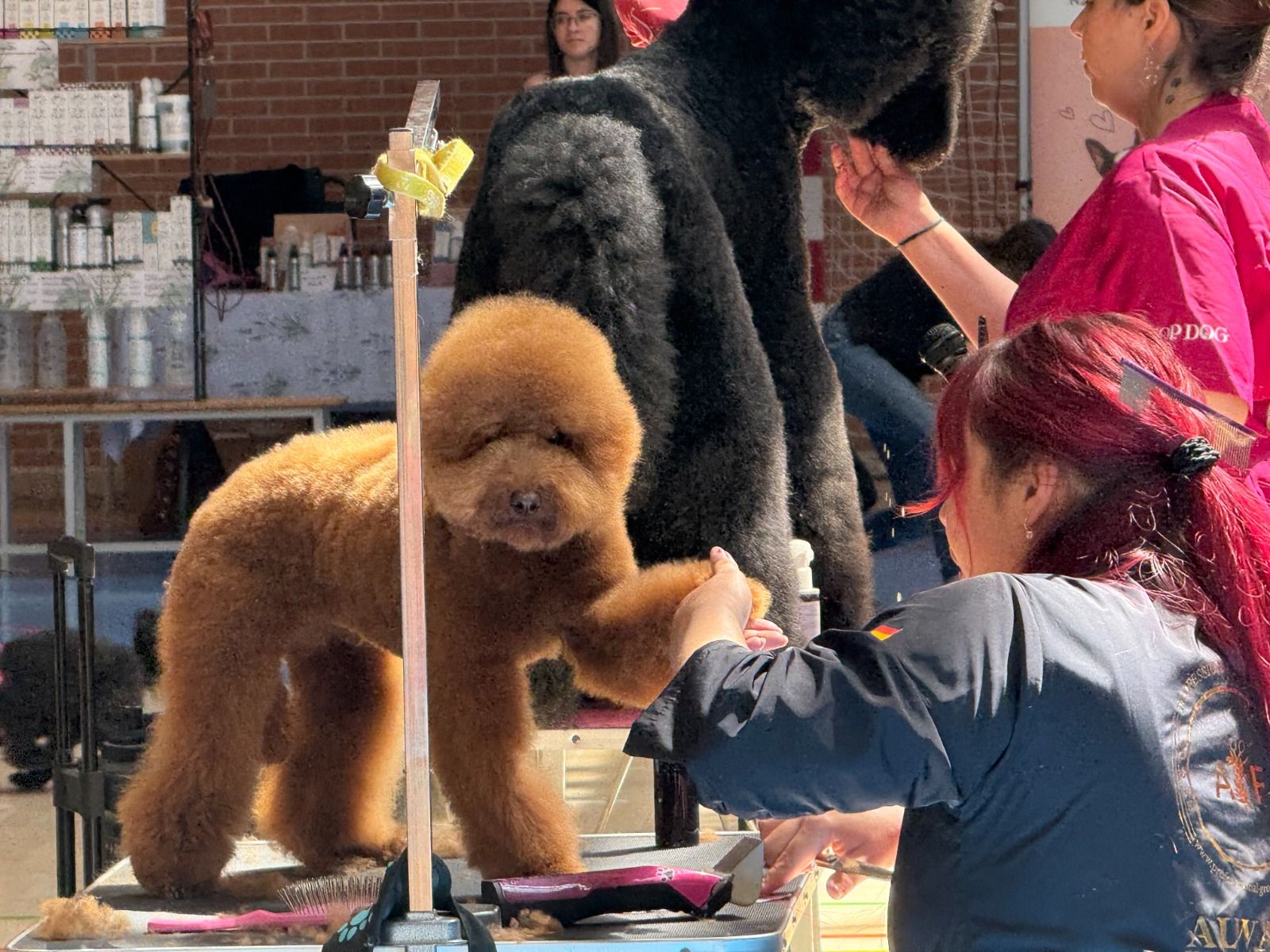 La 'fiebre' del caniche se hace notar en Trobajo del Camino 