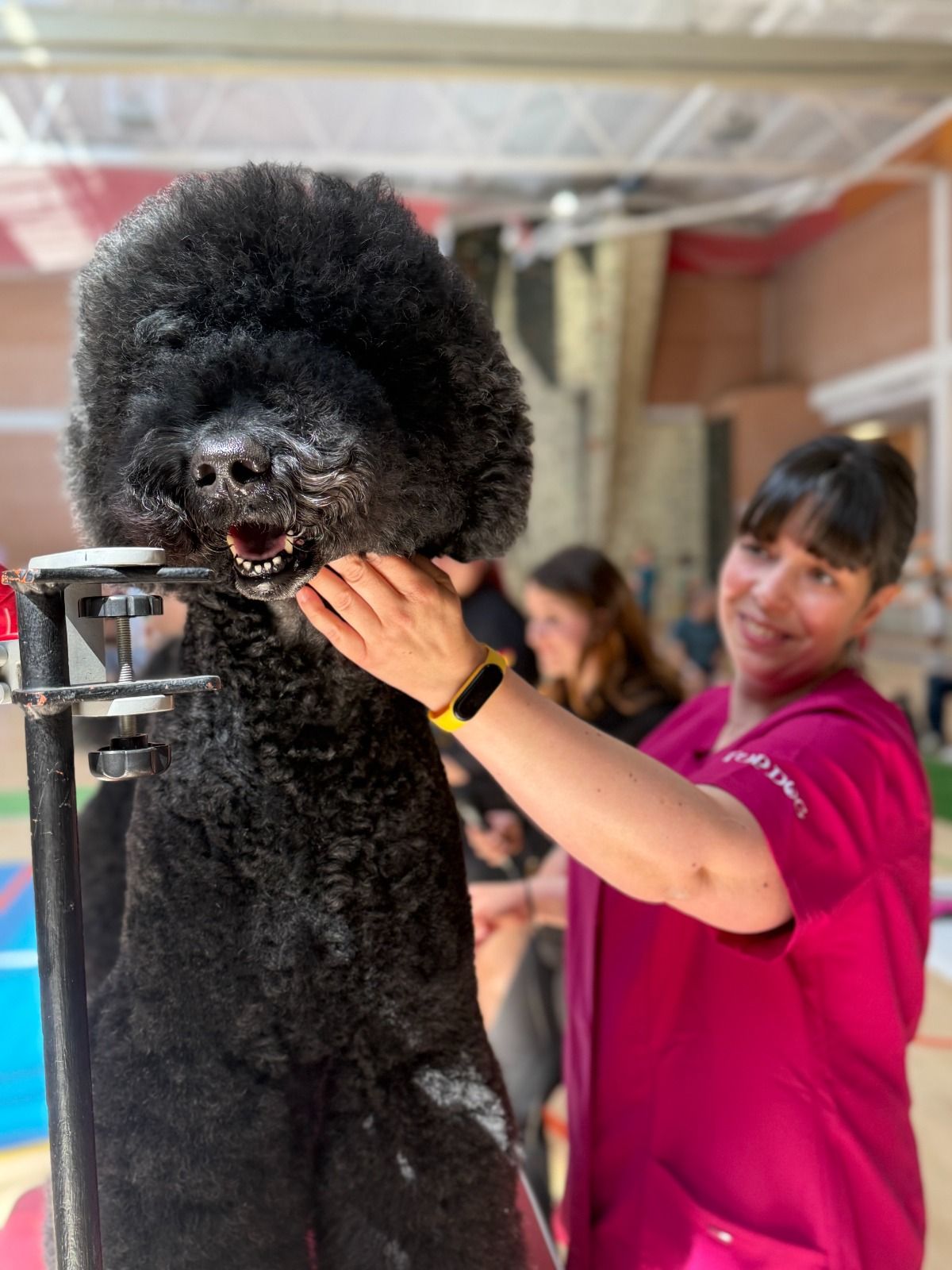 La 'fiebre' del caniche se hace notar en Trobajo del Camino 