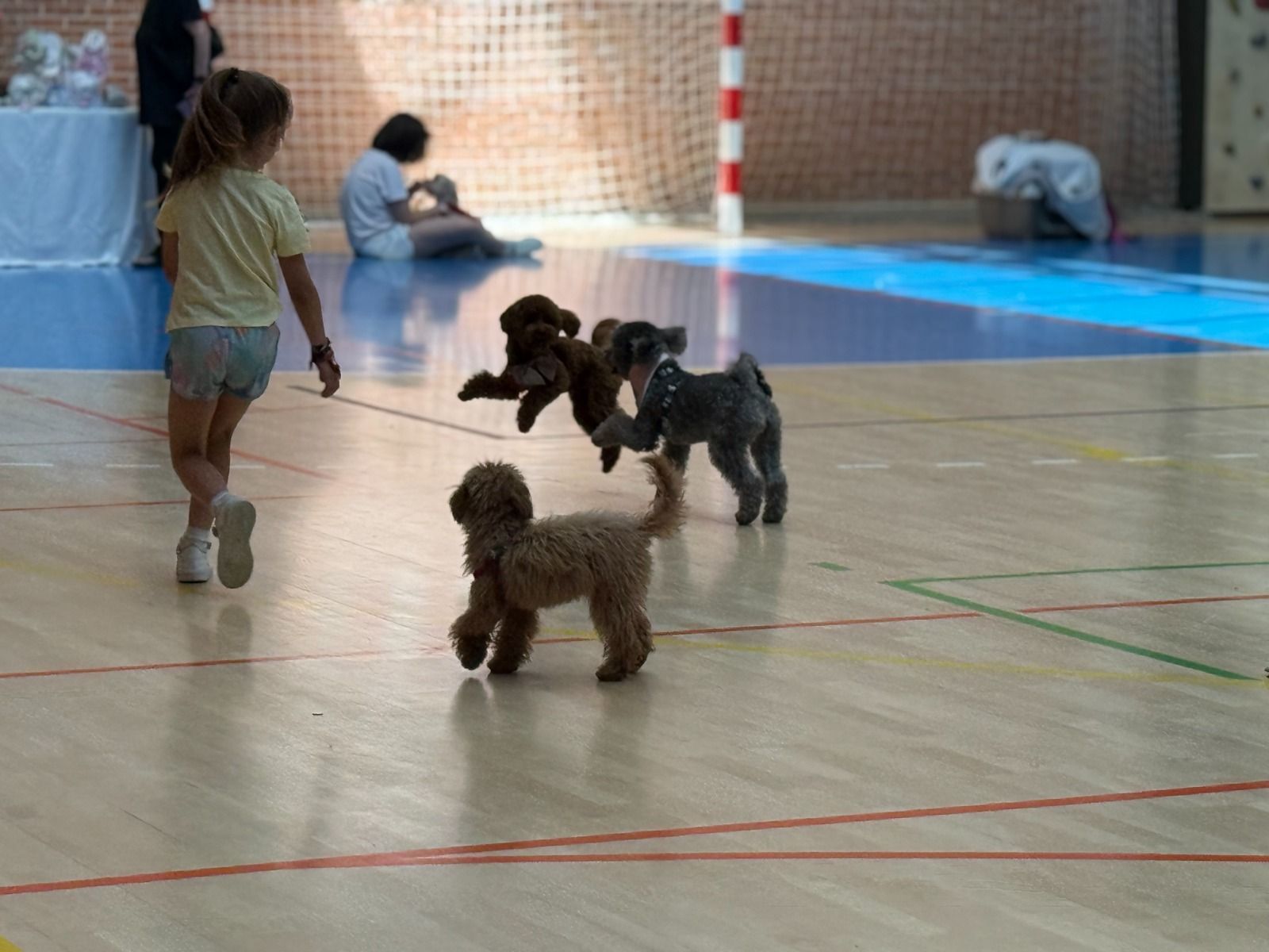 La 'fiebre' del caniche se hace notar en Trobajo del Camino