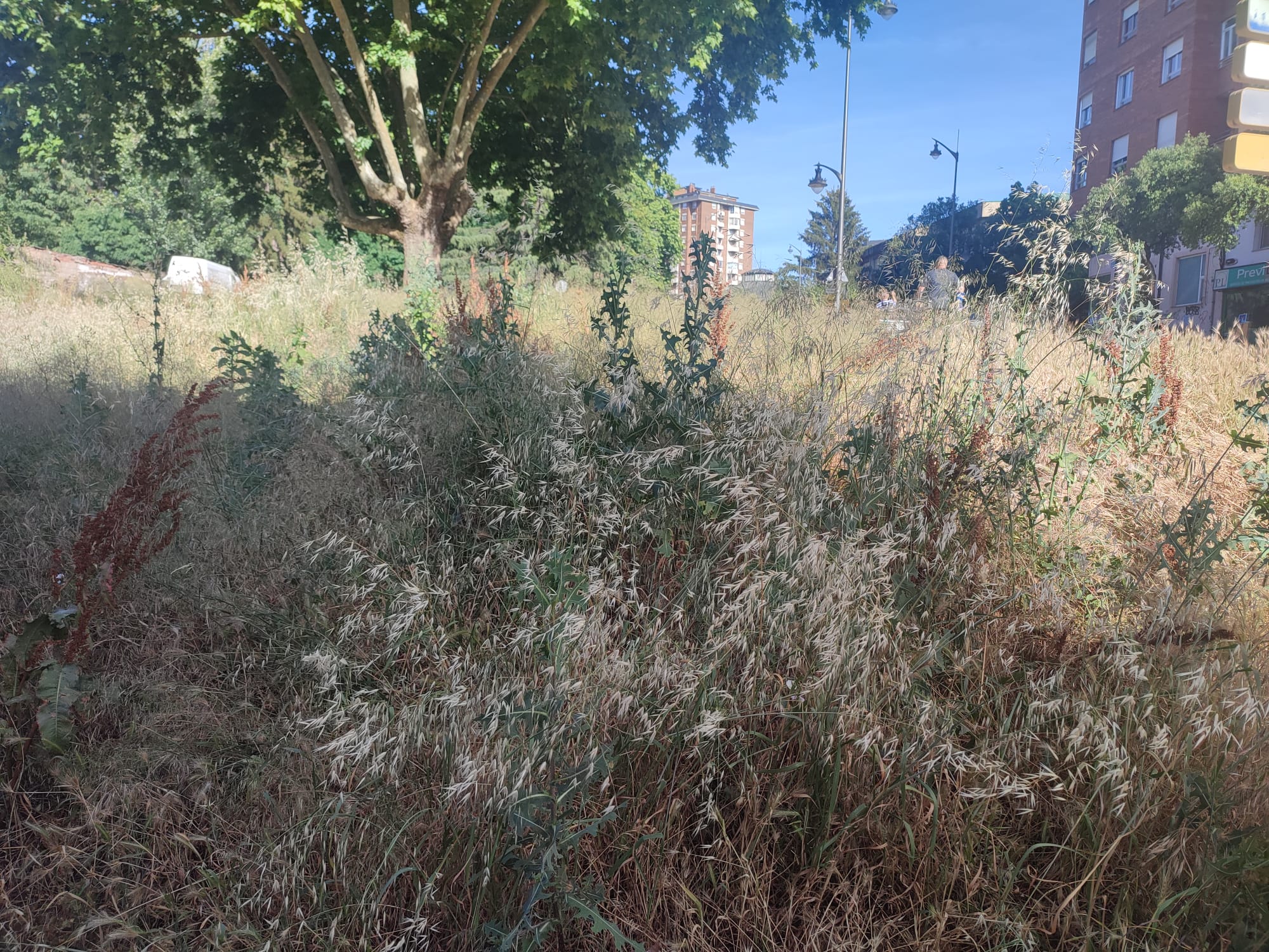 Mal estado de la parcela al lado del parque del Plantío.