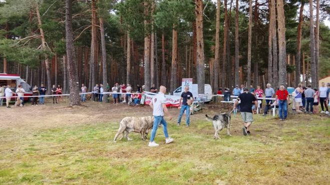 No faltó la XXXVII Muestra del Perro Mastín en el pinar cercano al templo.E. NIÑO No faltó la XXXVII Muestra del Perro Mastín en el pinar cercano al templo.E. NIÑO