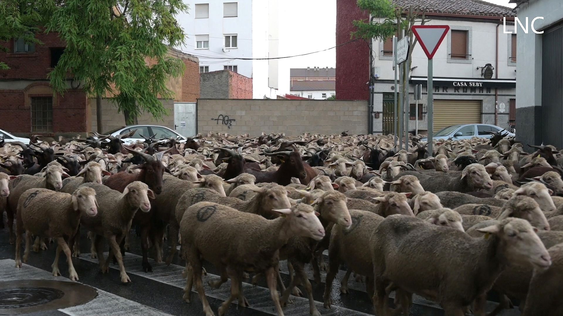 1.700 ovejas rumbo a Babia por los caminos de siempre 1.700 ovejas rumbo a Babia por los caminos de siempre