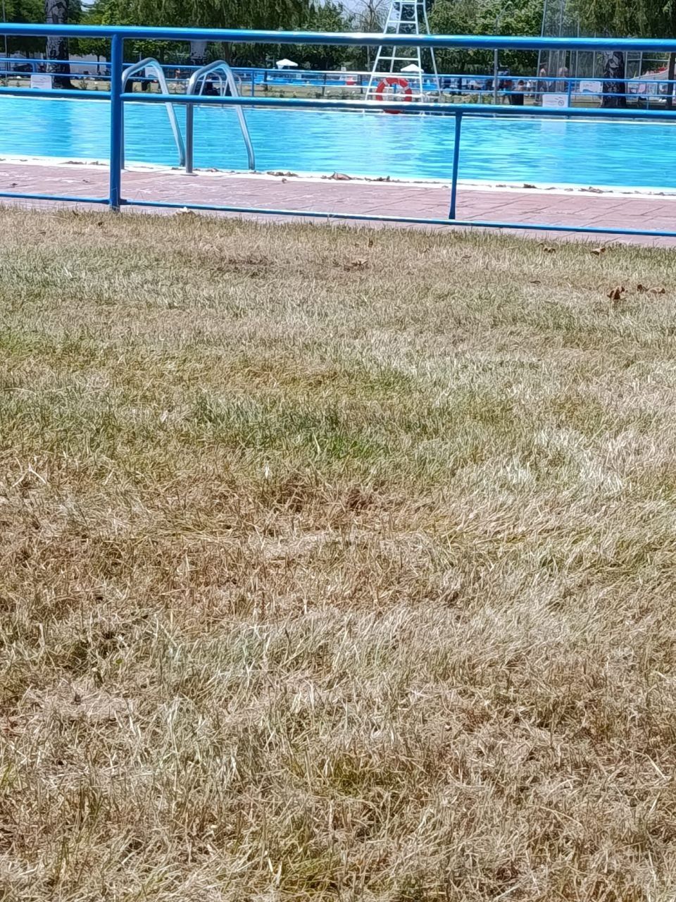 Estado que presenta el césped de las piscinas de Valencia de Don Juan. | L.N.C.