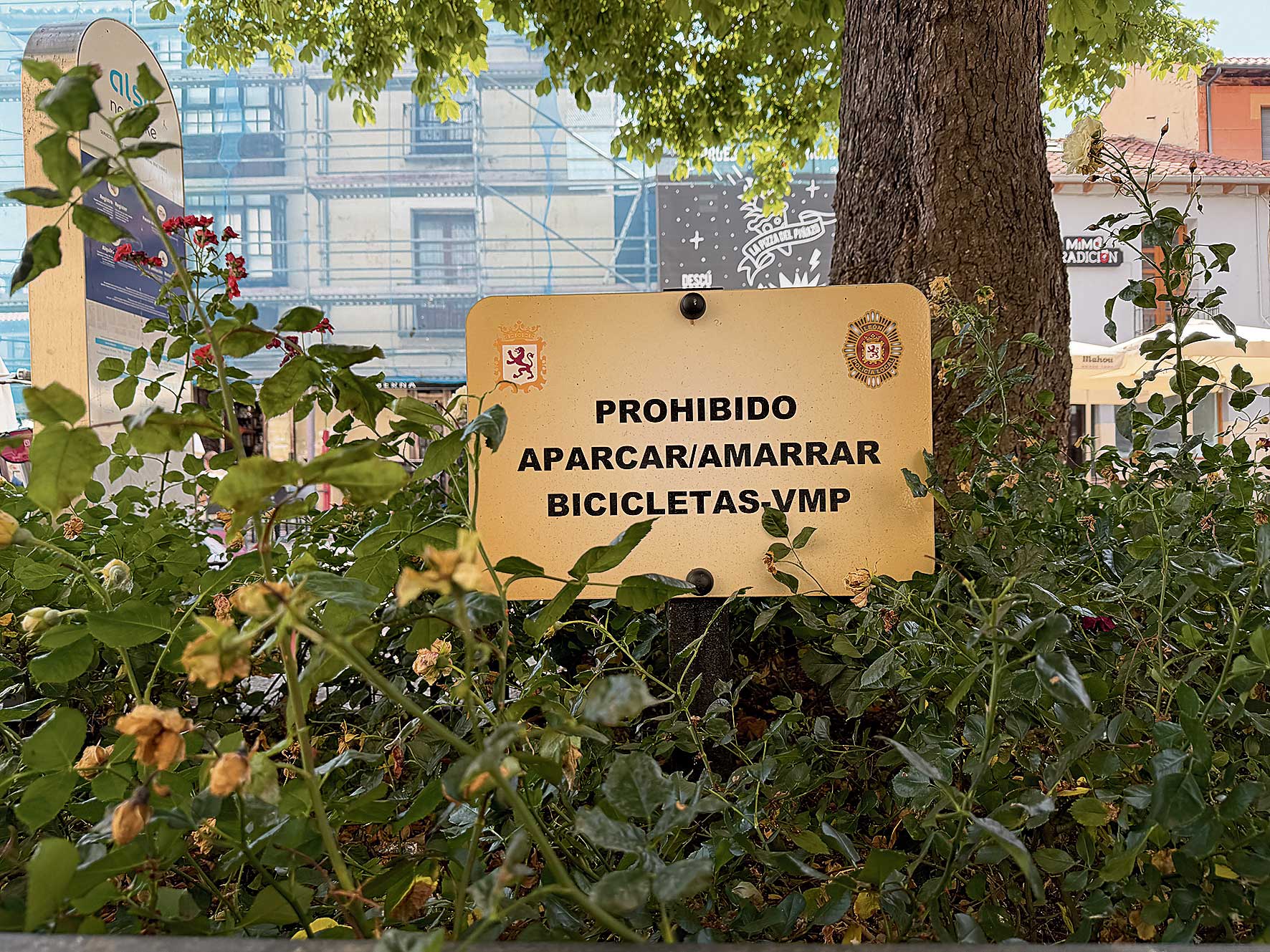 | SAÚL ARÉN