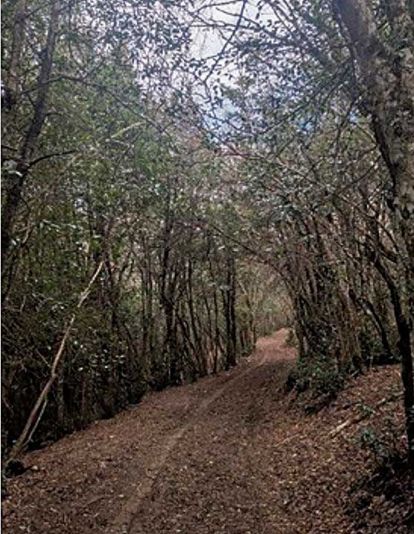 "La corteza de acebo se cogía hacer cola, en el Suspirón había mucha. Cocían la corteza y se usaba para pegar cosas". (Barrio de la Puente)