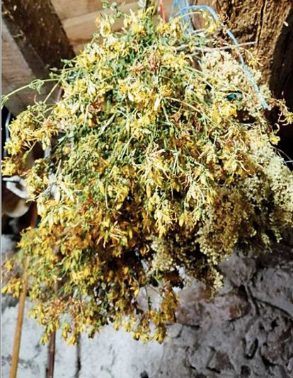 !El pericón sirve para muchas cosas, hasta para la depresión, en infusión. En aceite es bueno para las quemaduras" (Manzaneda de Omaña)