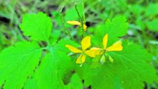"La cirigüeña (o celedonia) tiene un látex que cuando éramos pequeños te dabas con ese látex y se te quitaban las verrugas". (Rosales)