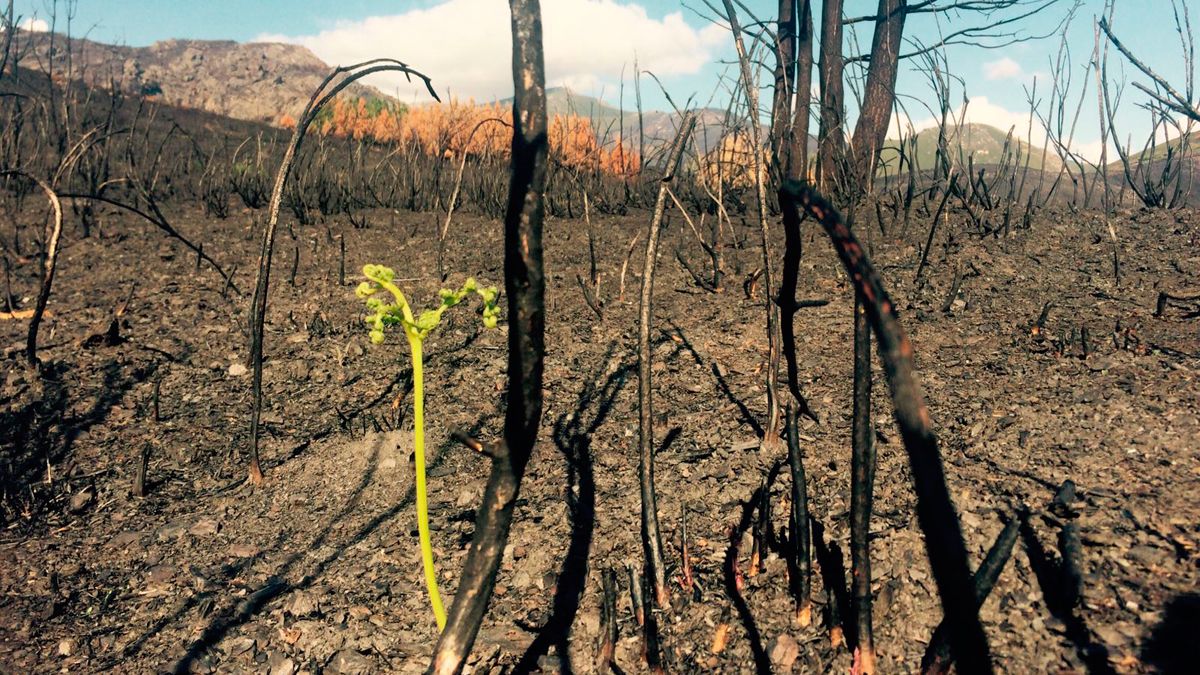 Un helecho superviviente en el paisaje gris tras el incendio de Fabero. | CECILIA CARRO