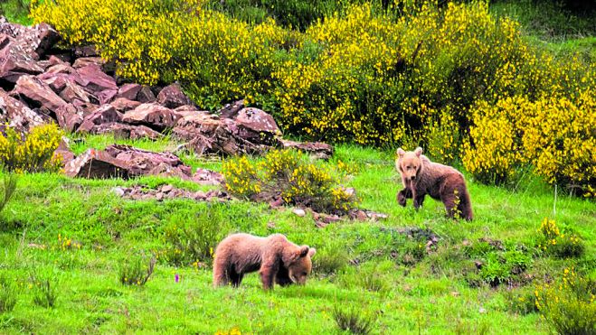 En sus bosques, el oso pardo sigue siendo el gran protagonista. P. N. SOMIEDO En sus bosques, el oso pardo sigue siendo el gran protagonista. P. N. SOMIEDO