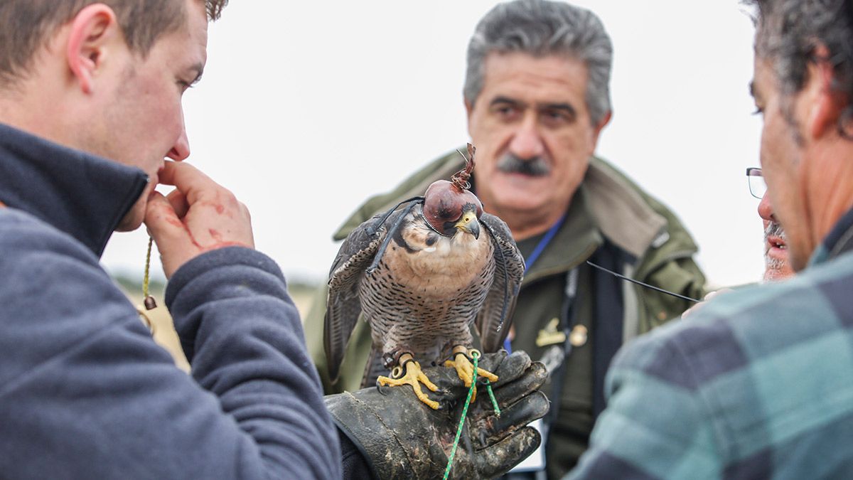 XXII Jornadas Internacionales de Cetrería 2016 en La Virgen del Camino (León) con la presencia de participantes llegados de diferentes países del mundo. | CARLOS S. CAMPILLO (ICAL)
