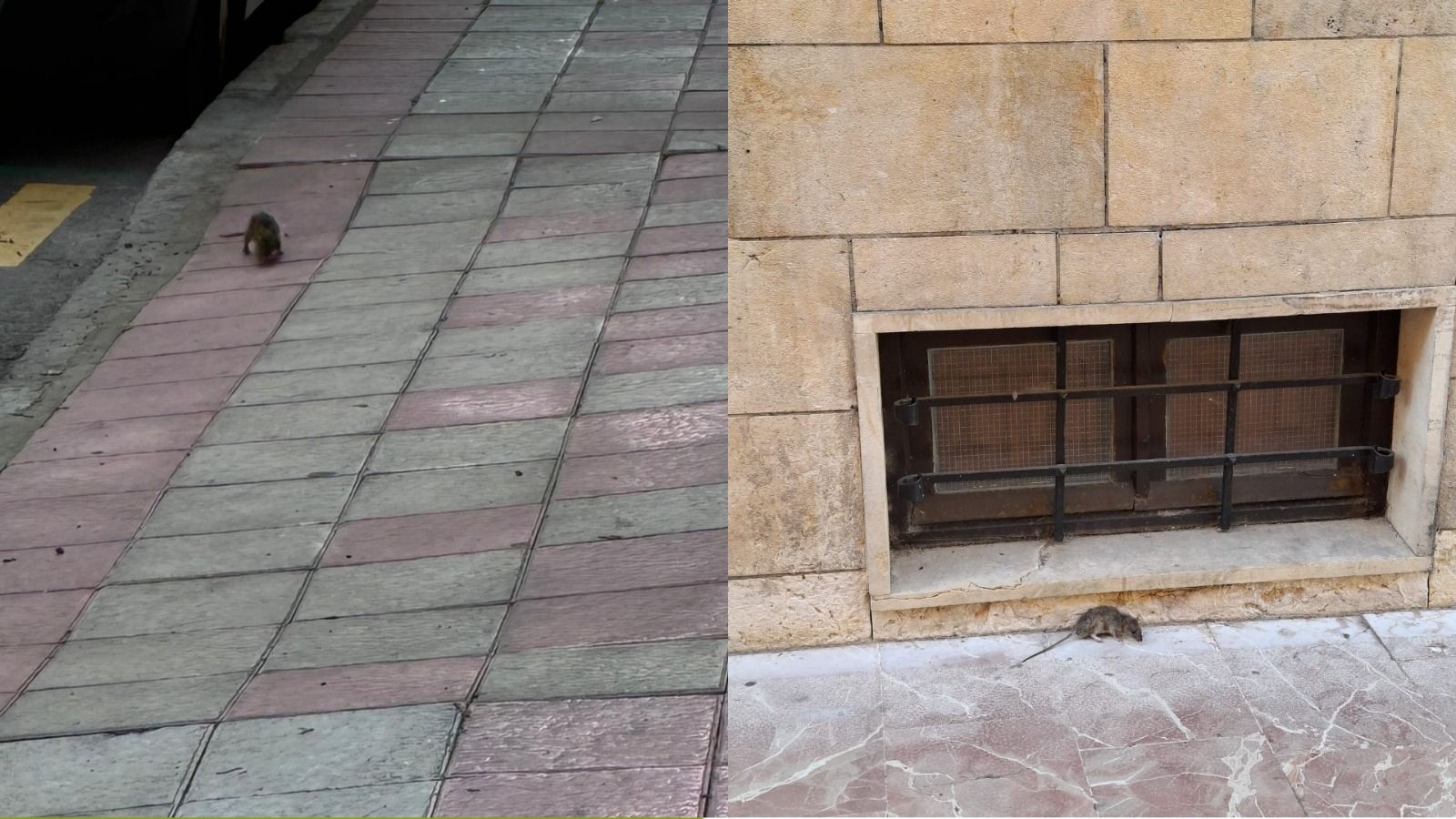 Presencia de ratas en barrios de León | L.N.C.