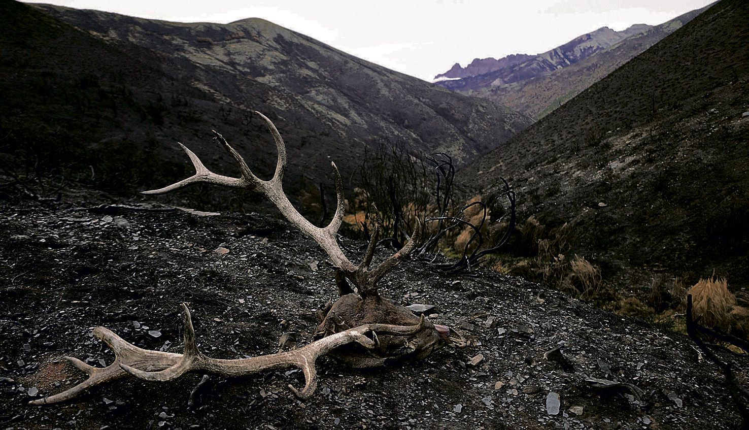 Incendio forestal del año pasado. | JORGE ESCANCIANO