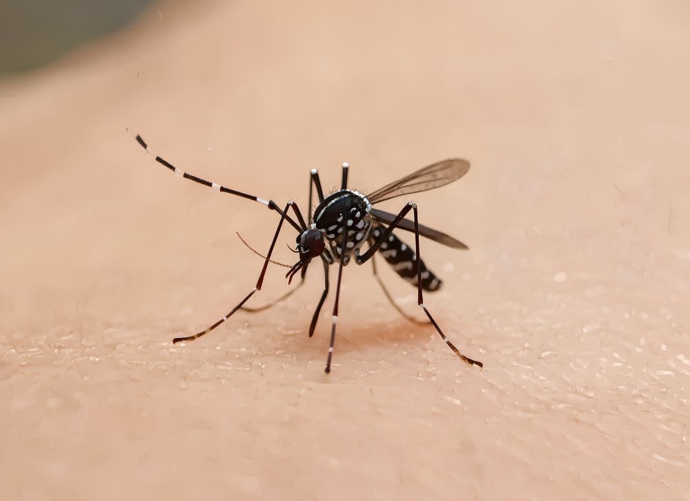 El mosquito tigre, cuyo nombre científico es "Aedes albopictus" | L.N.C.