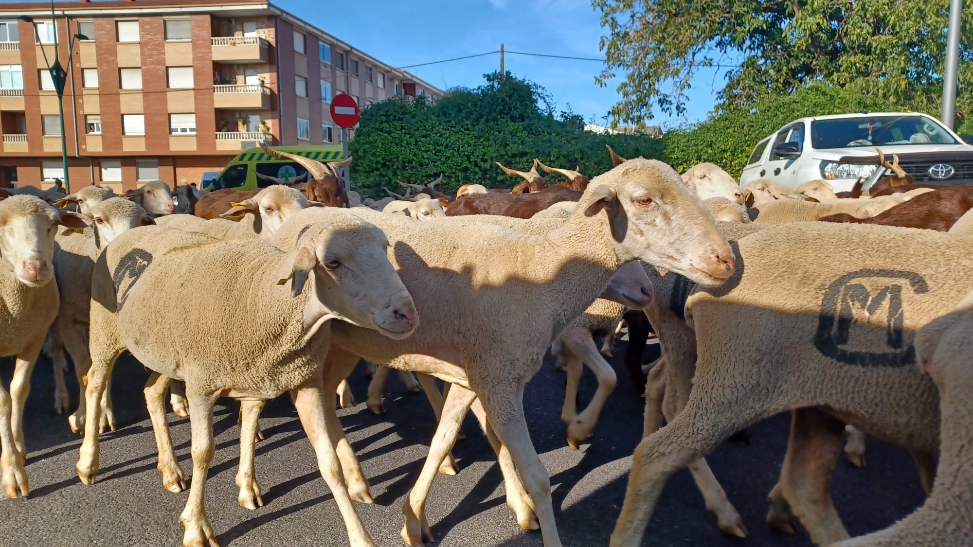 Un rebaño vuelve a tomar las calles de León 