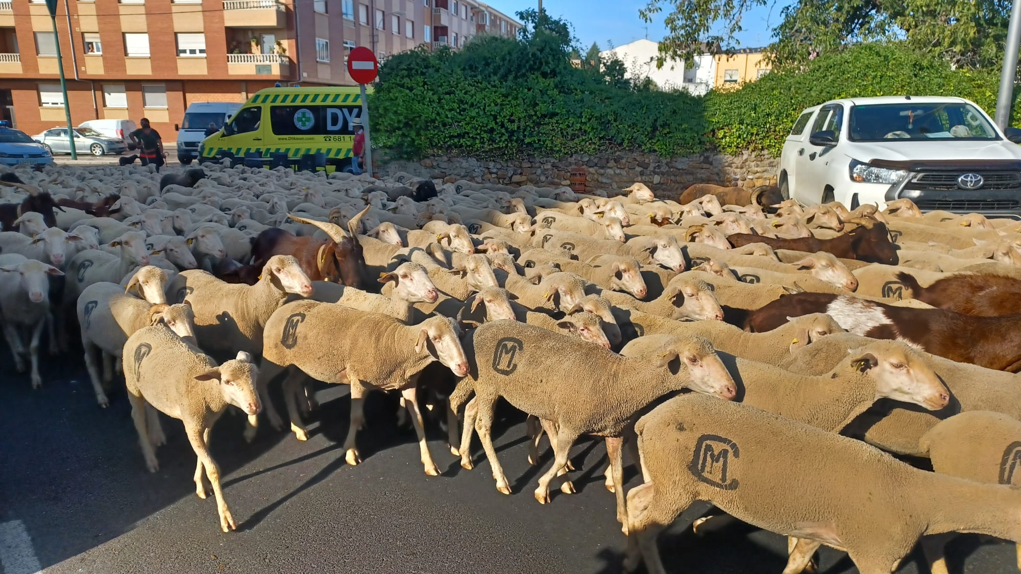 Un rebaño vuelve a tomar las calles de León Un rebaño vuelve a tomar las calles de León