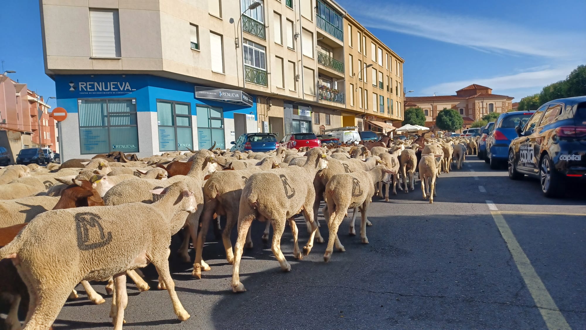 Un rebaño vuelve a tomar las calles de León