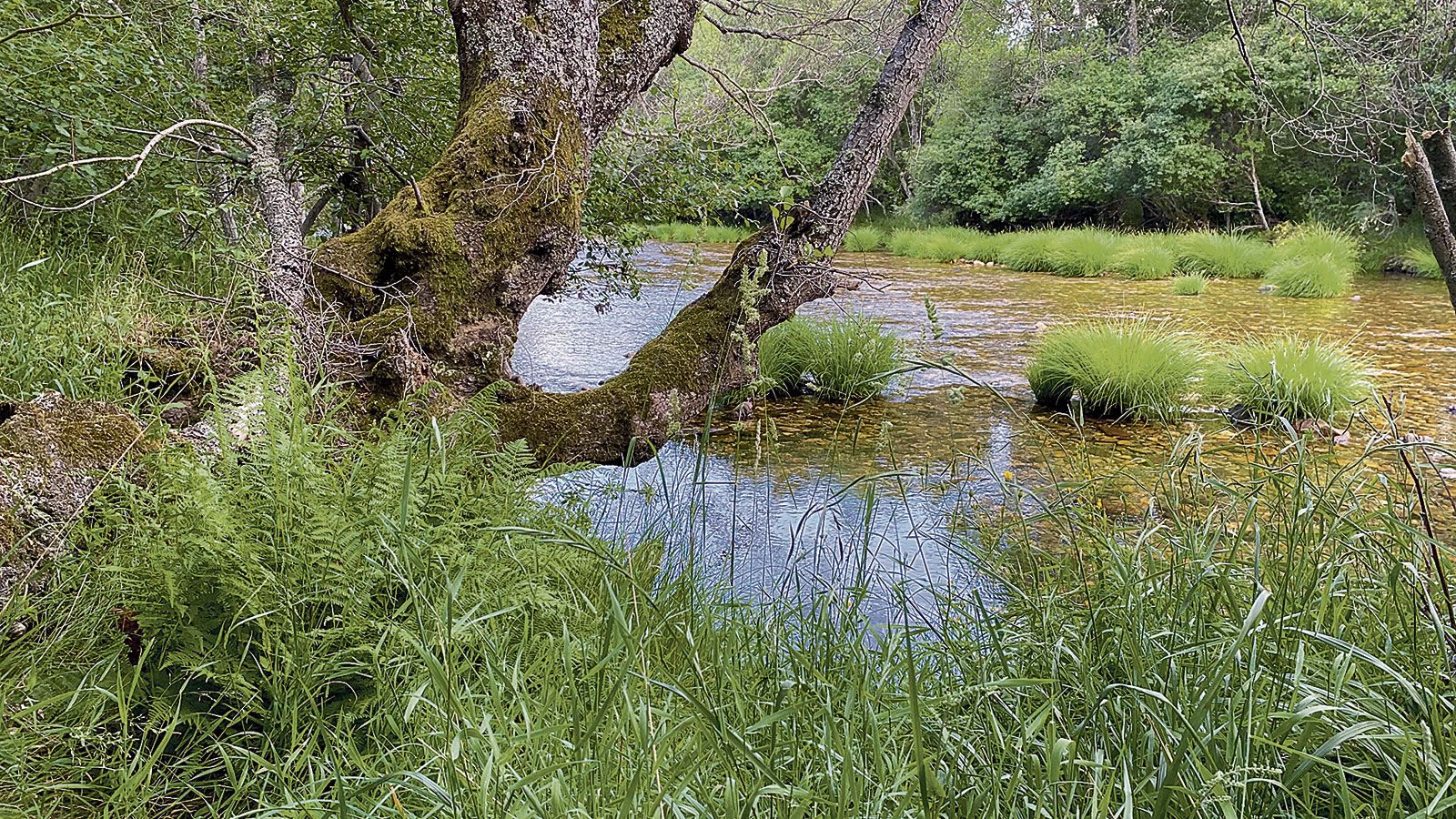 El bosque se inclina para escuchar el murmullo del río Eria. | JAVIER FERNÁNDEZ LOZANO