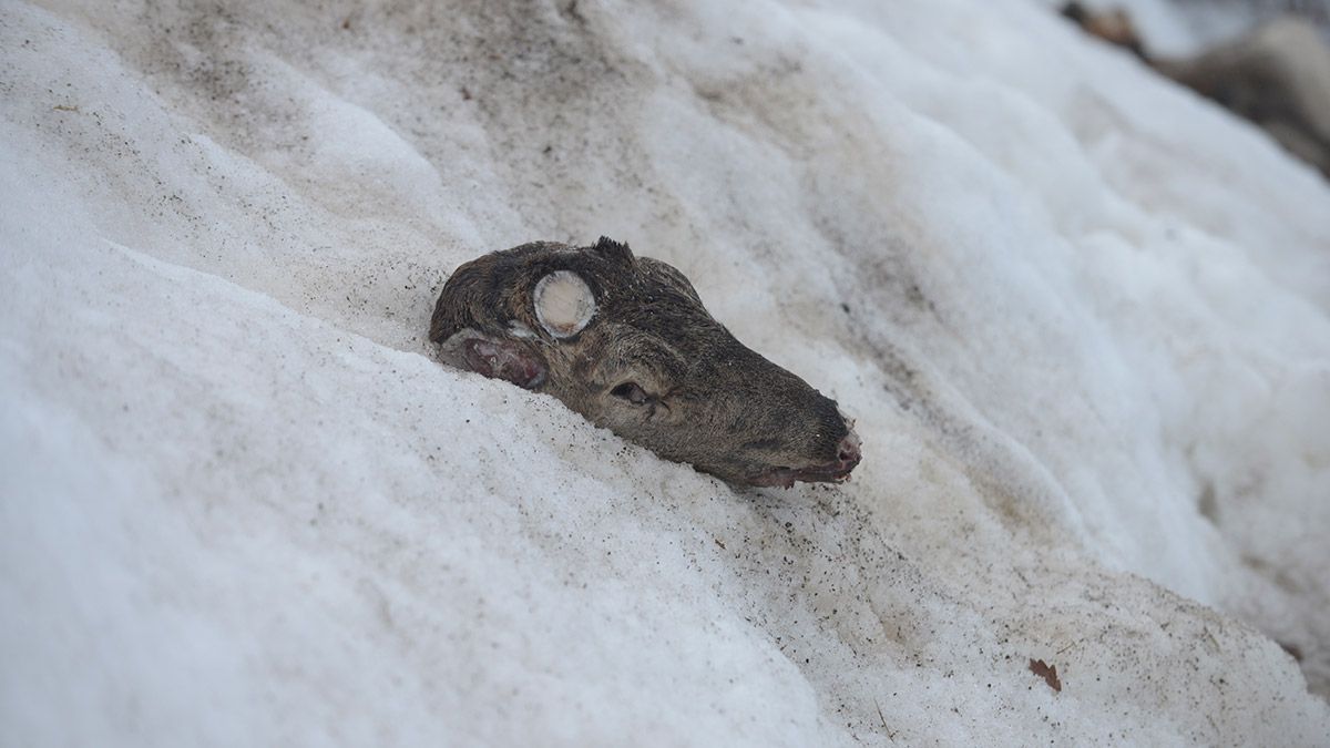 Los ciervos aparecieron decapitados en la zona de Espejos de la Reina. | MAURICIO PEÑA Los ciervos aparecieron decapitados en la zona de Espejos de la Reina. | MAURICIO PEÑA
