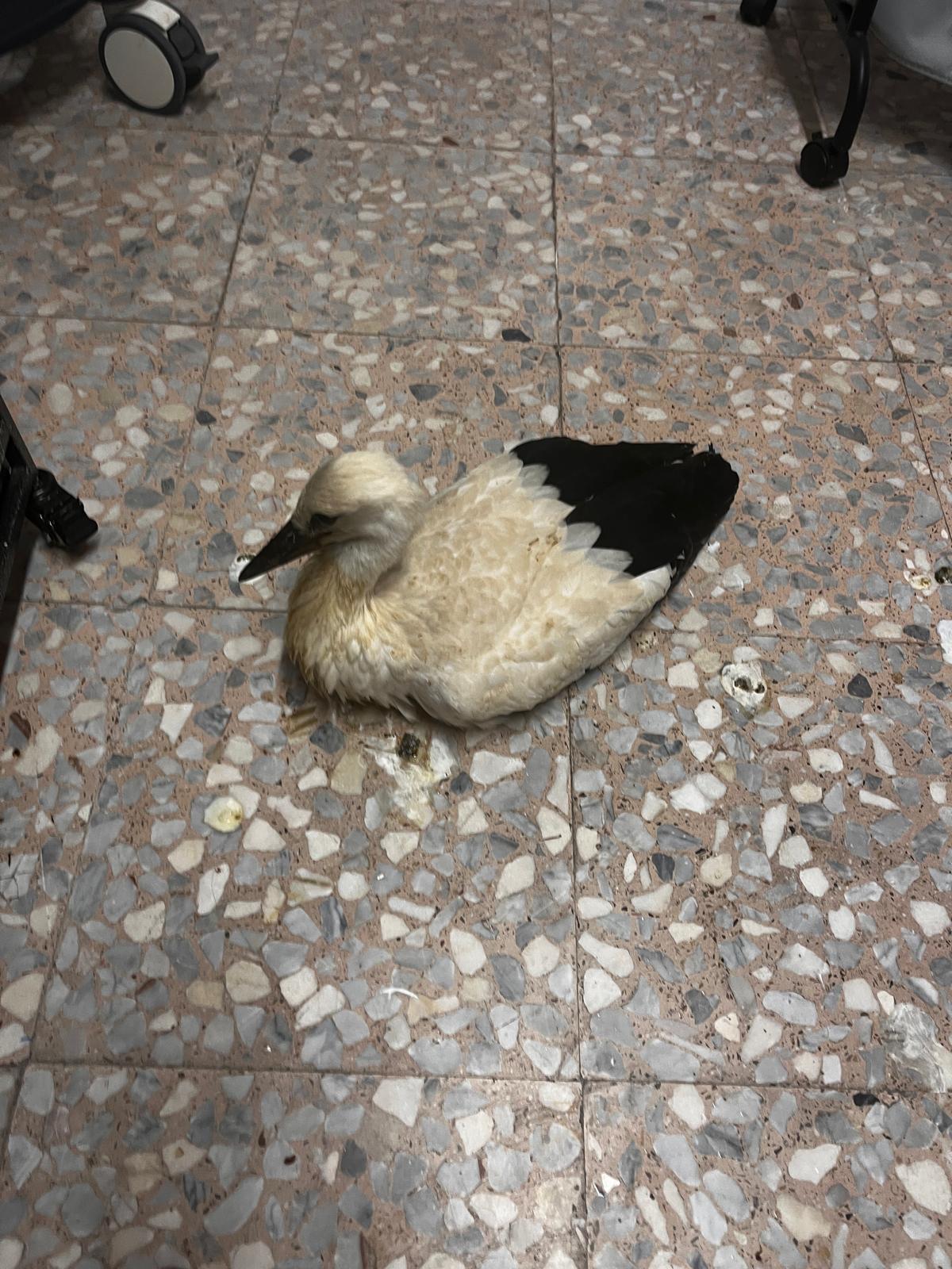 Recogida de un polluelo de cigüeña en Benavides
