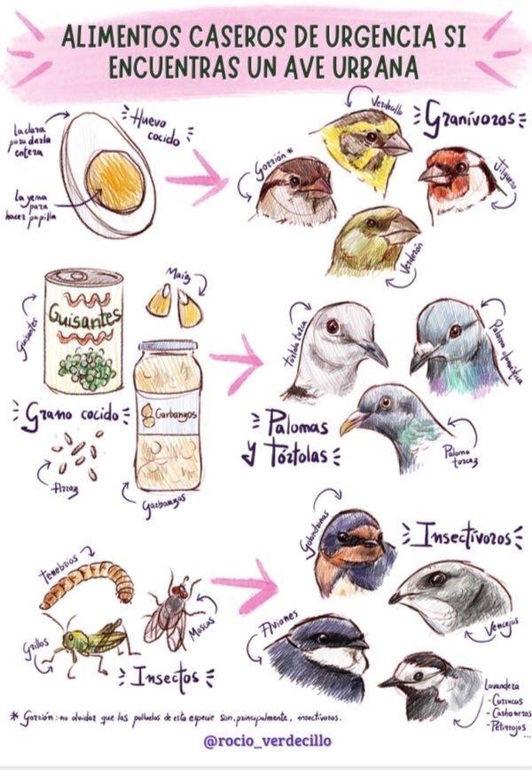 Recomendaciones al encontrar un animal silvestre Recomendaciones al encontrar un animal silvestre
