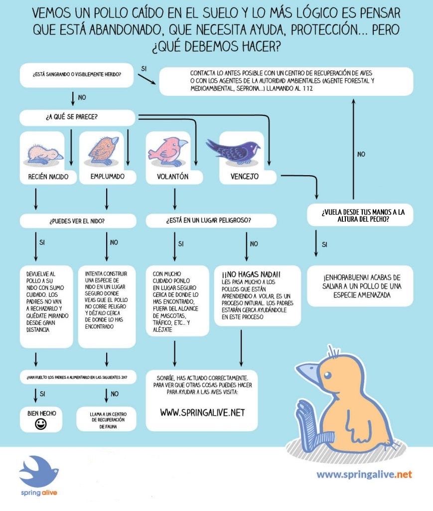 Recomendaciones al encontrar un animal silvestre Recomendaciones al encontrar un animal silvestre